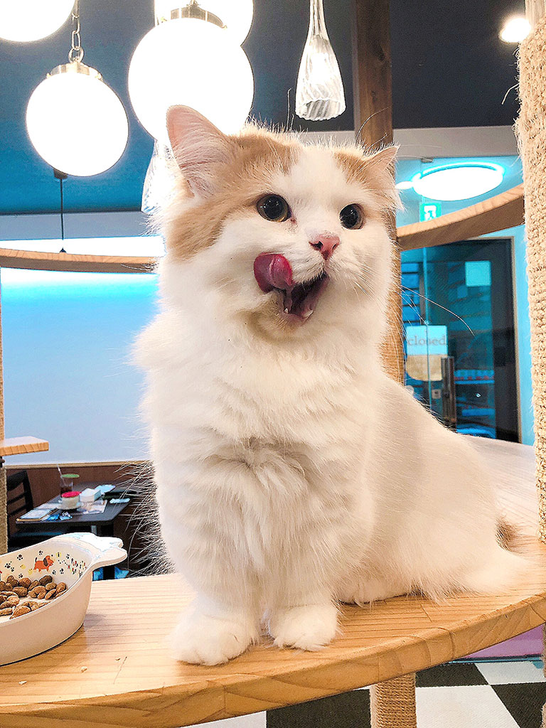 猫カフェ,めろん