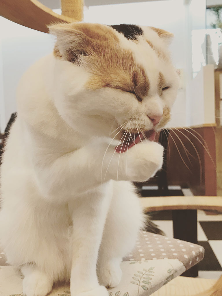 猫カフェ,フォトグランプリ