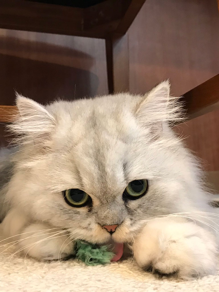 猫カフェ,フォトグランプリ