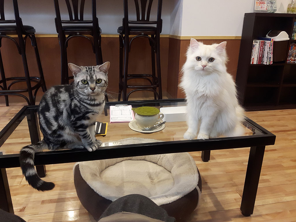 猫カフェ,フォトグランプリ
