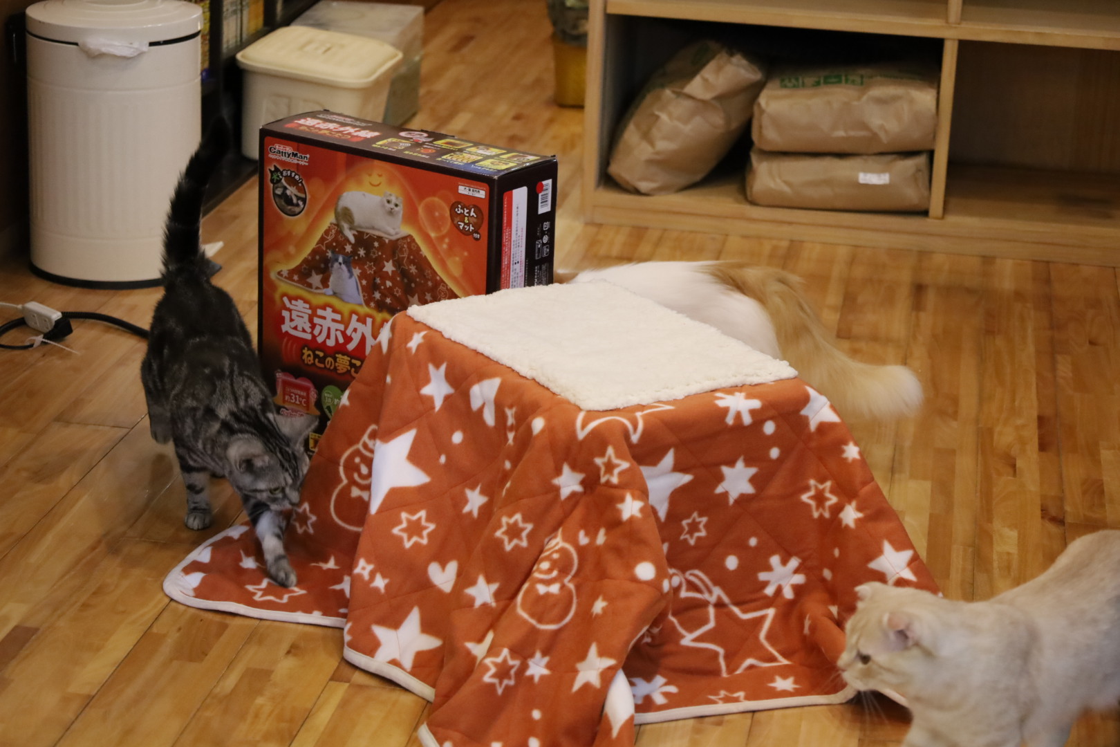 猫カフェ,こたつ