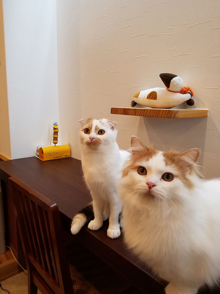 猫カフェ,フォトグランプリ