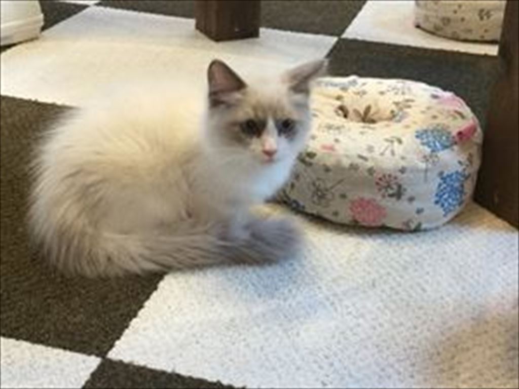 猫カフェ,ラグドール