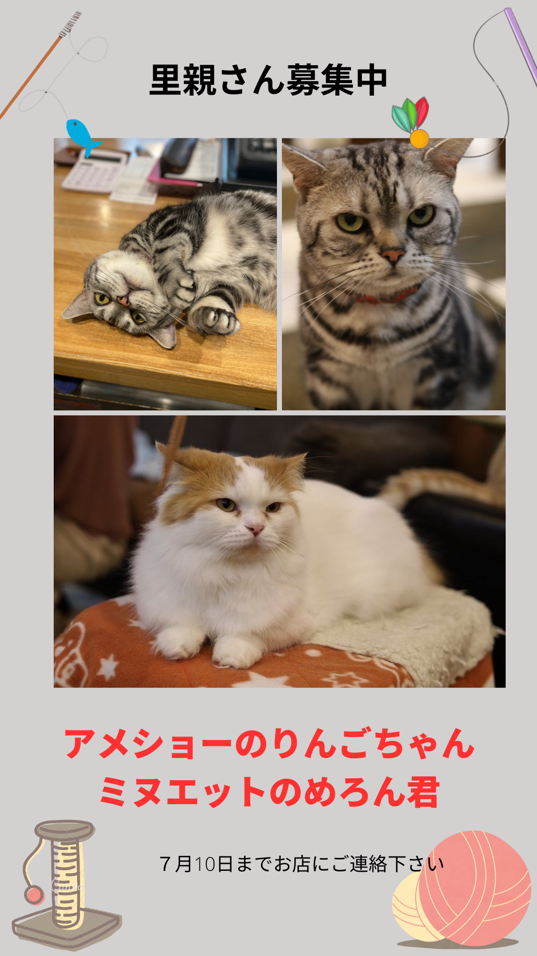 猫カフェ,誕生日