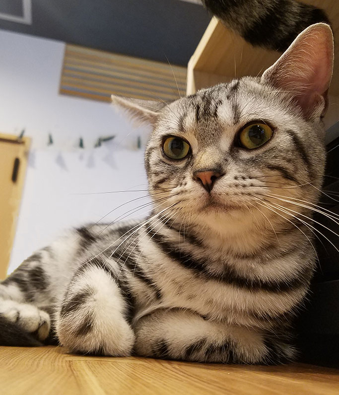 猫カフェ,誕生日