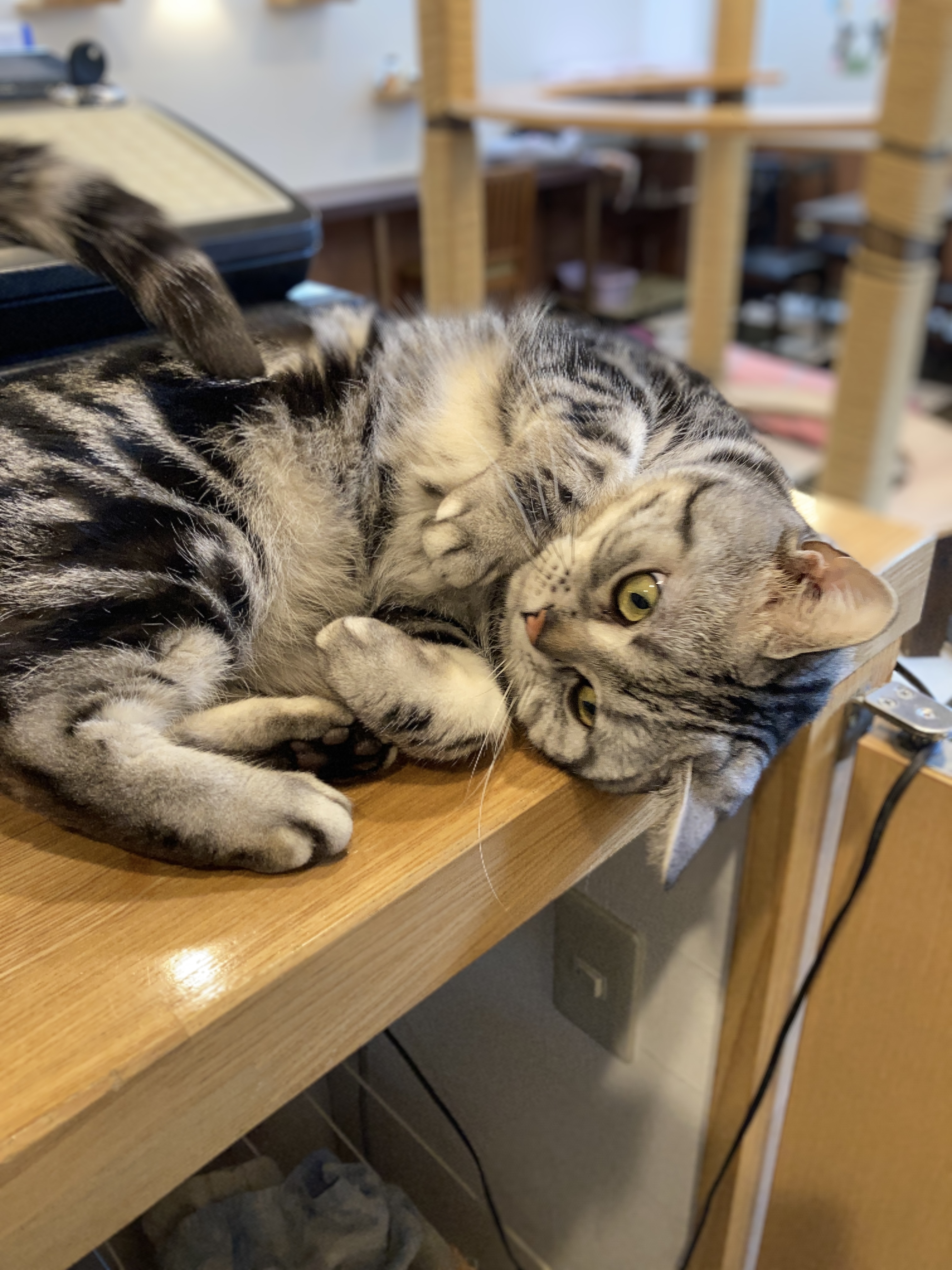 猫カフェ,誕生日