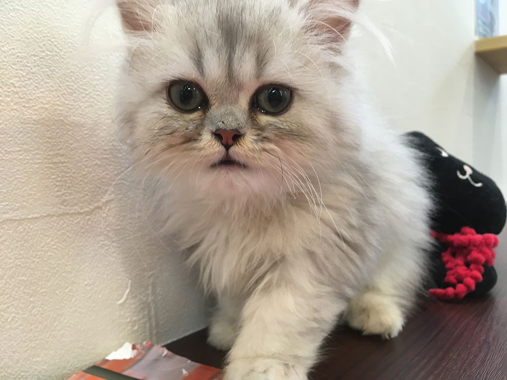 猫カフェ,ペルシャ