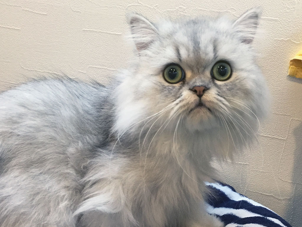 猫カフェ,誕生日