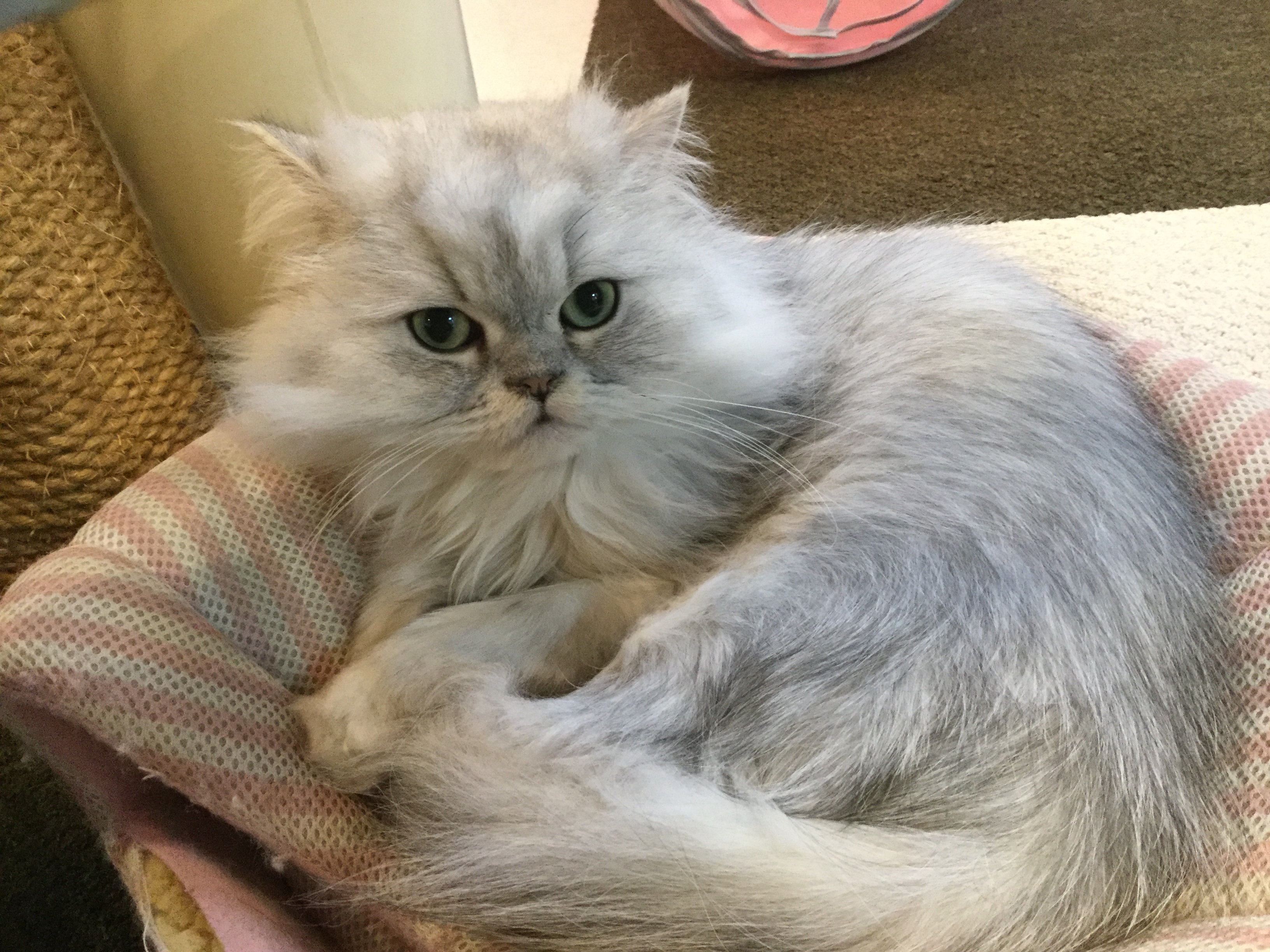 猫カフェ,誕生日