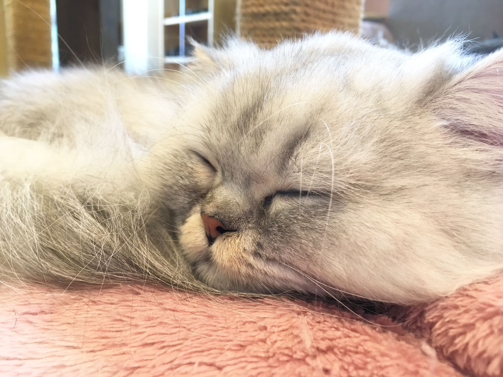 猫カフェ,春休み