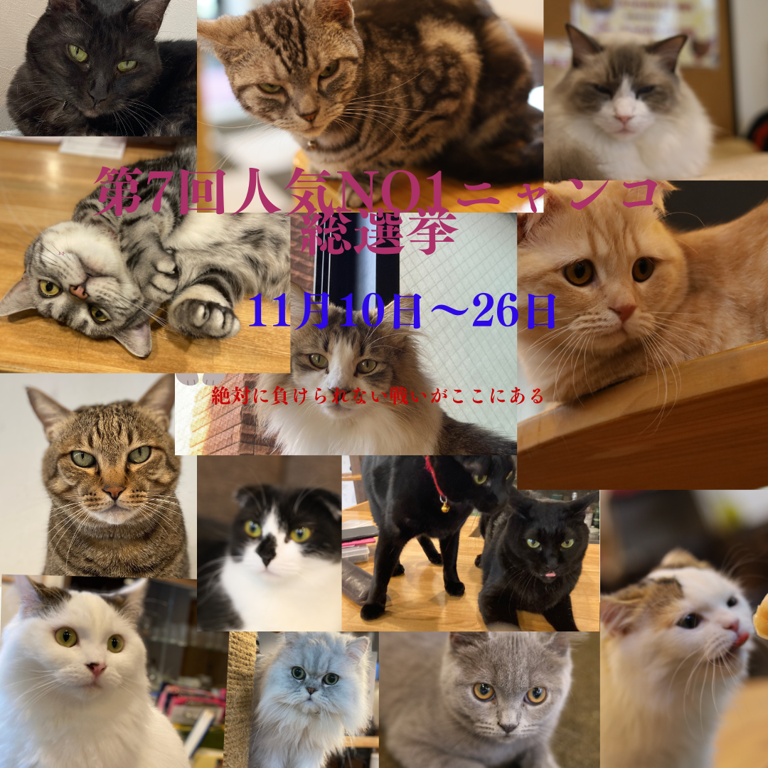 猫カフェ,人気投票