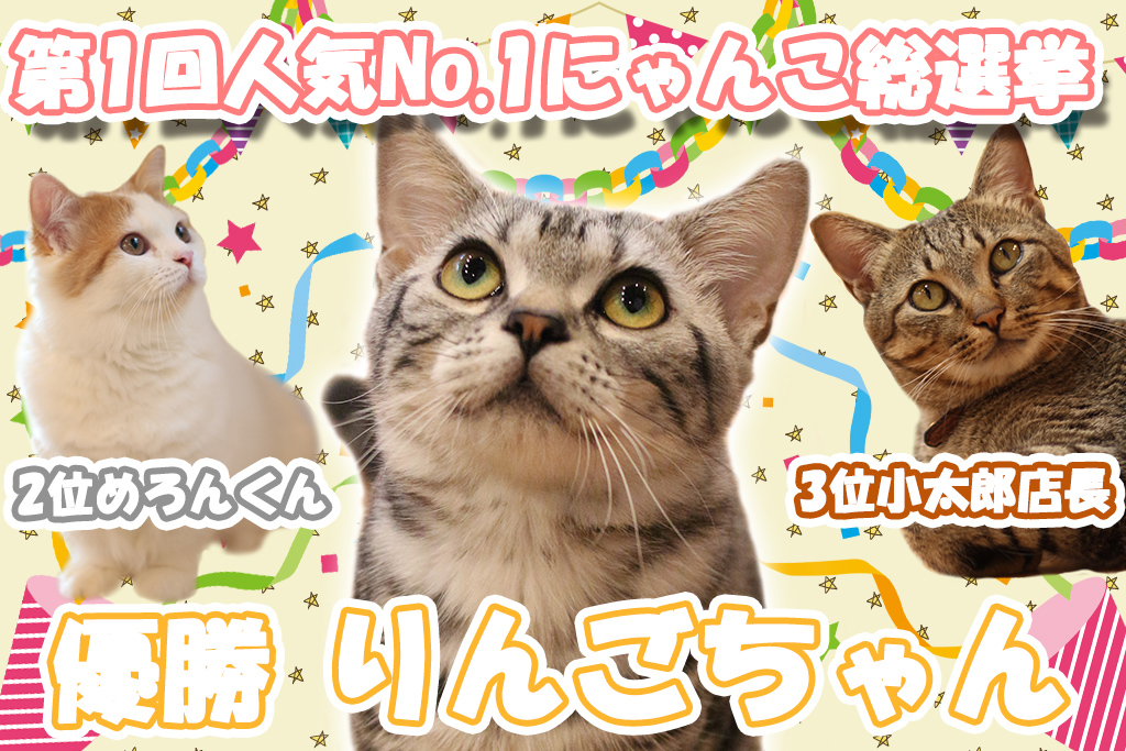 猫カフェ,人気投票