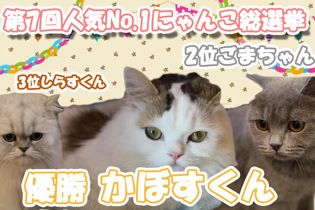 猫カフェ,人気投票