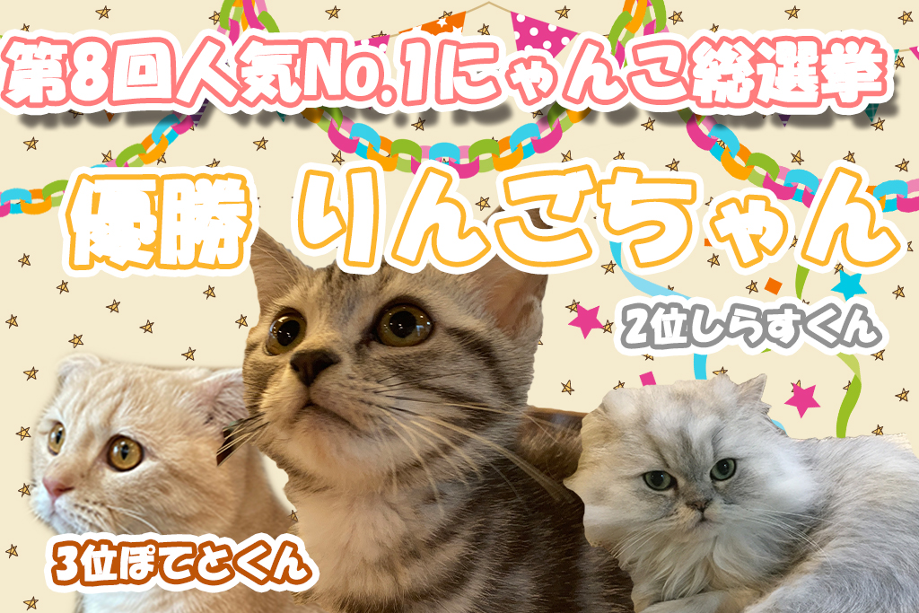 猫カフェ,人気投票