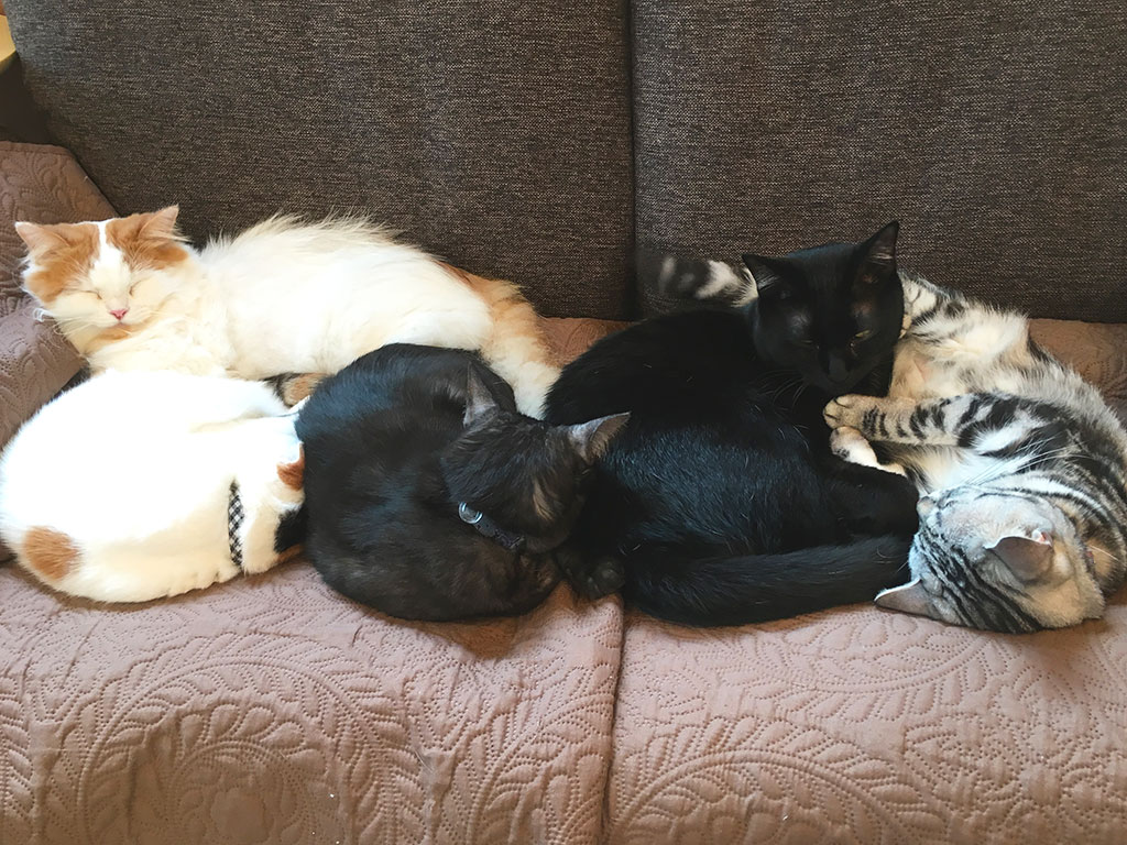 猫カフェ,冬休み