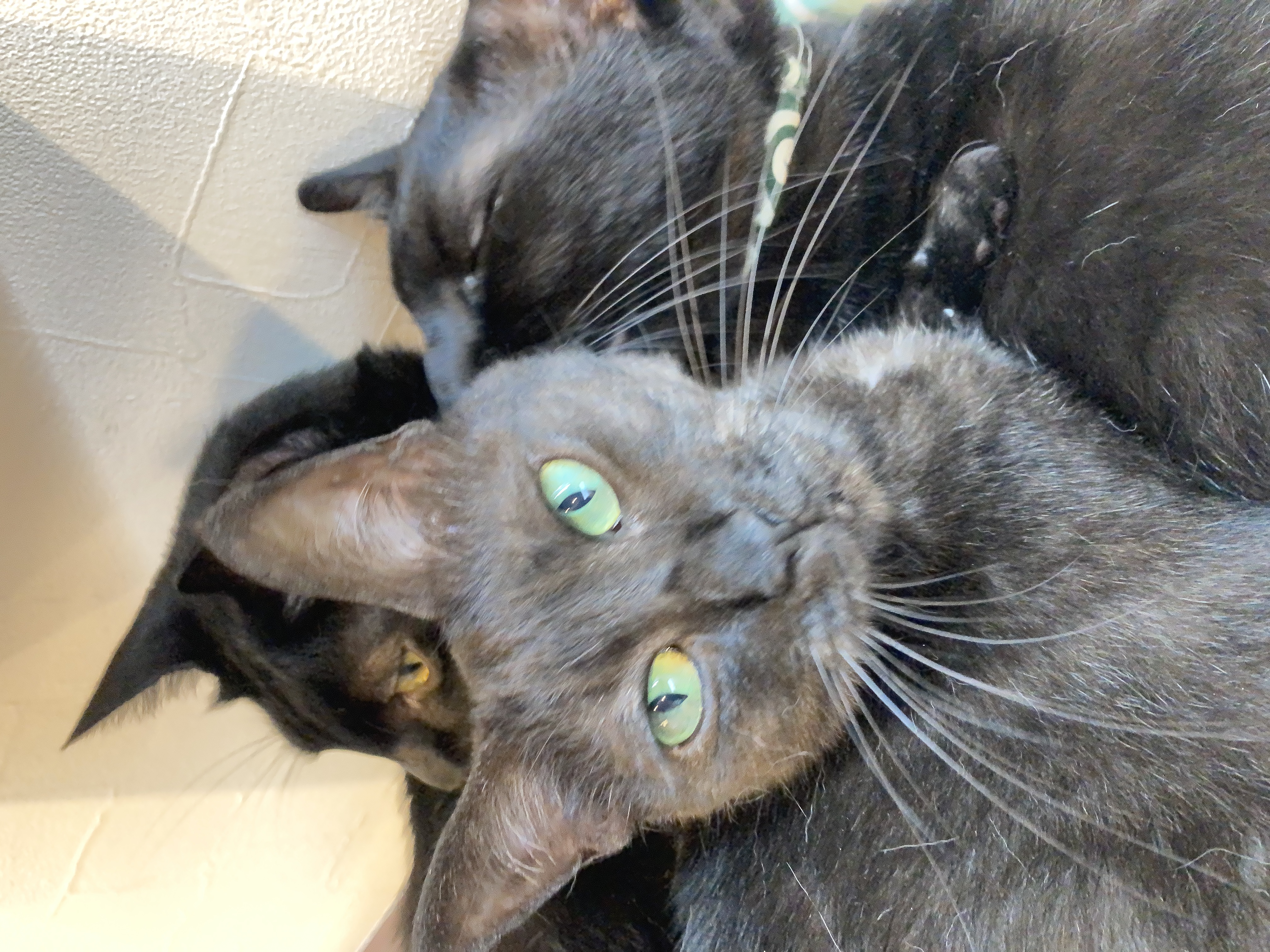 猫カフェ,誕生日