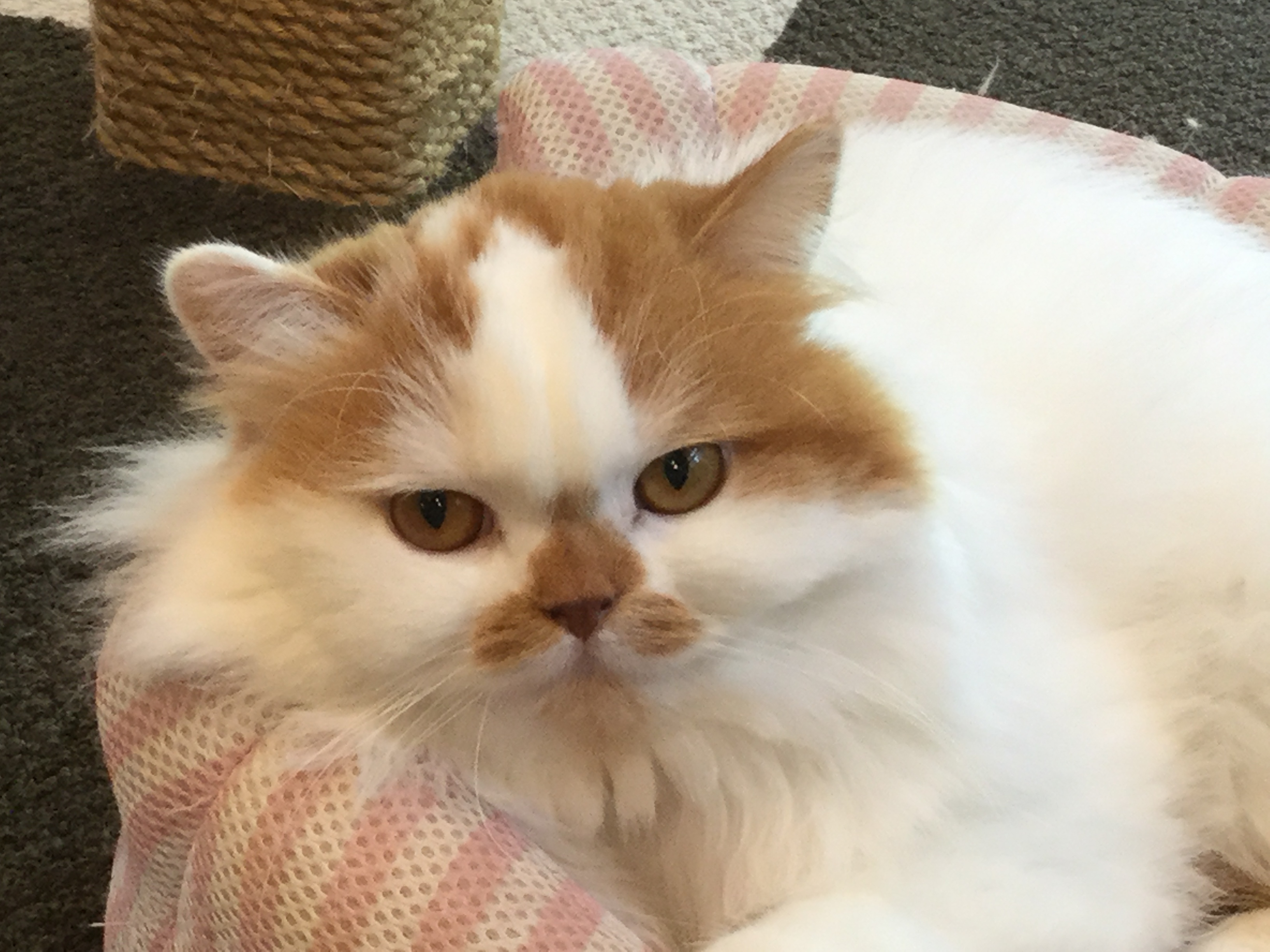 猫カフェ,誕生日