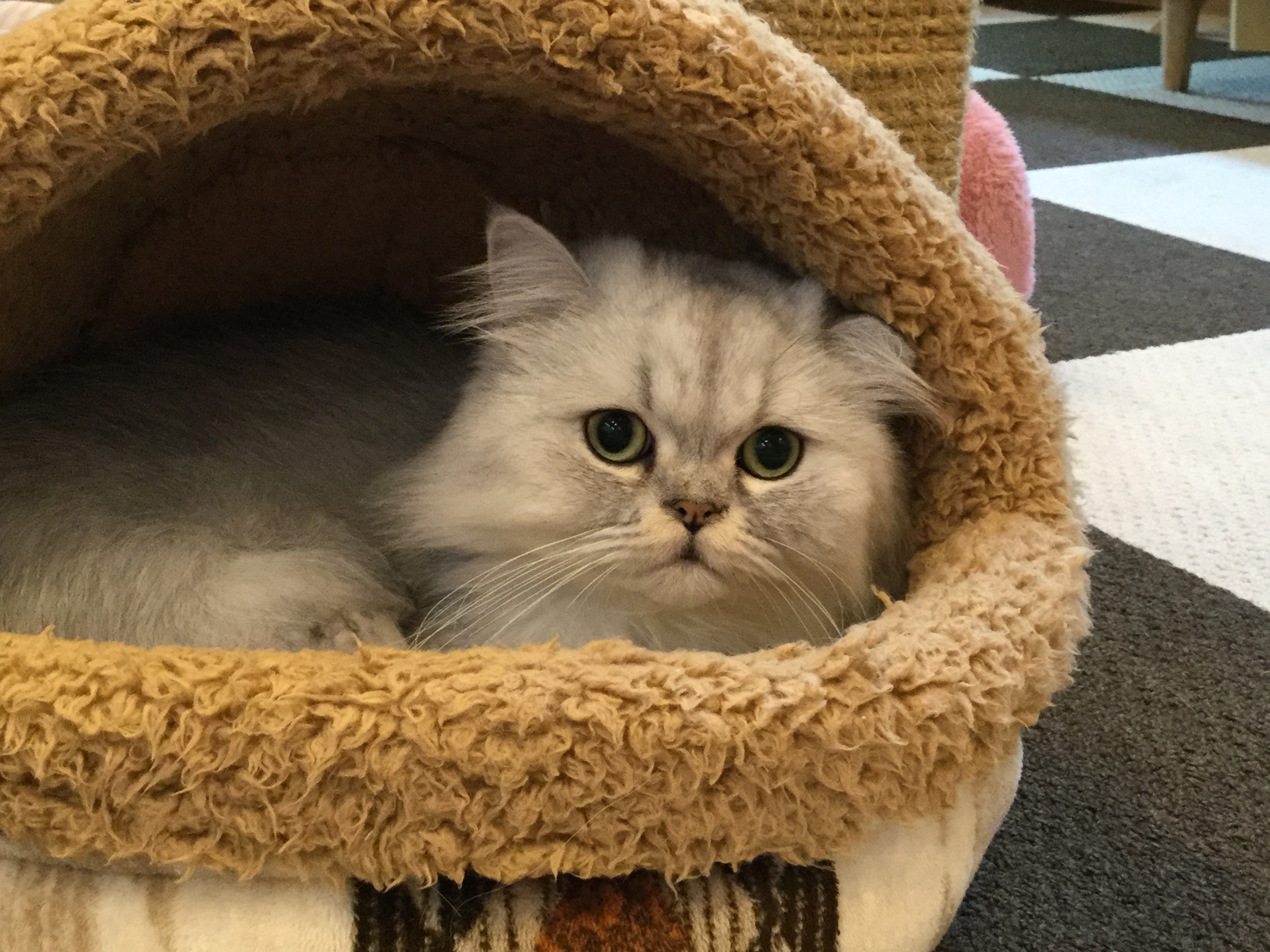 猫カフェ,モーニングサービス