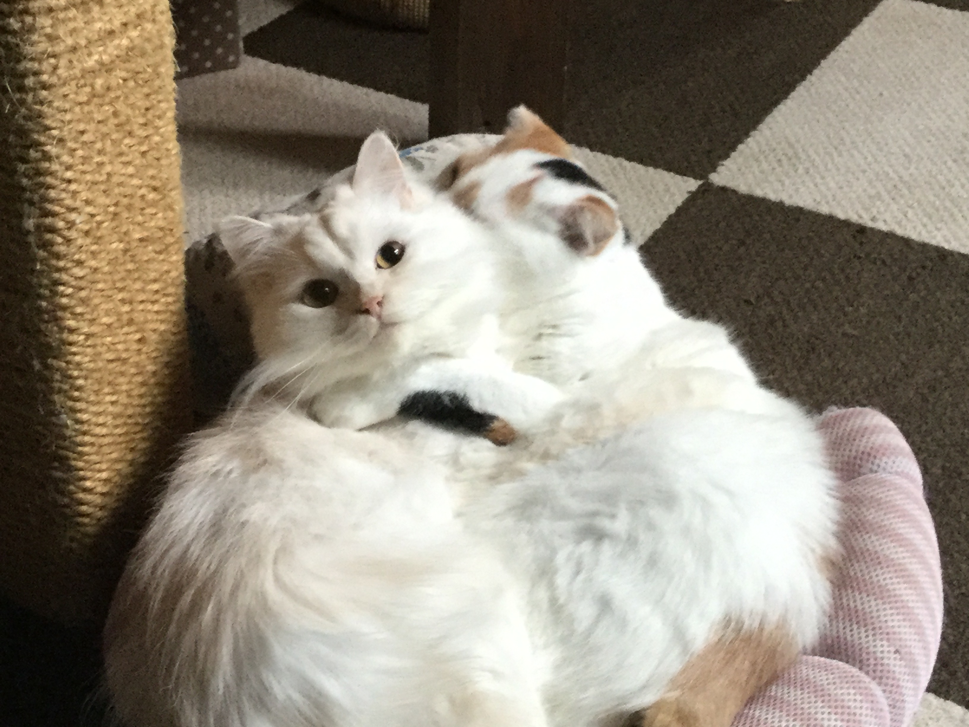 猫カフェ,誕生日